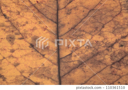 world of leaf veins world of leaf veins 110361510