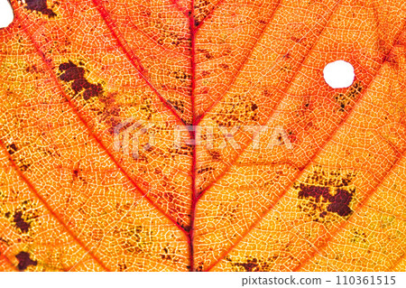 world of leaf veins world of leaf veins 110361515