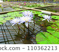 Lotus 110362213