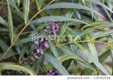 細葉冬青的紫色漿果 細葉冬青的紫色漿果 110362838