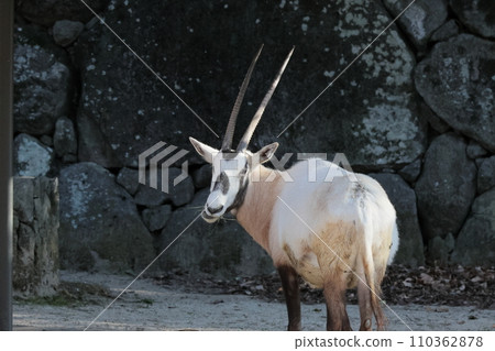 Arabian Orix Arabian Orix 110362878