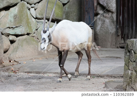 阿拉伯Orix 110362889