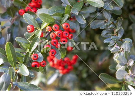 Red fruit of Tokiwa hawthorn 110363299