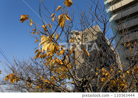 Blue sky and yellow withered tree leaves Blue sky and yellow withered tree leaves 110363444