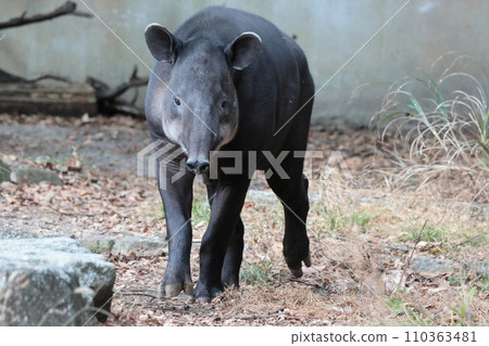 Beard baku Beard baku 110363481