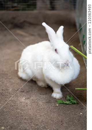Portrait of white rabbit at petting zoo. 110363493