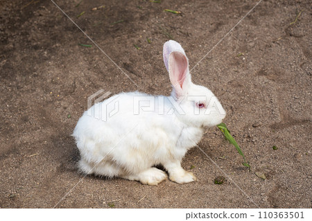 Portrait of white rabbit at petting zoo. 110363501