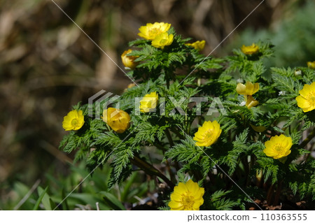 Fukuge草告訴春天 110363555