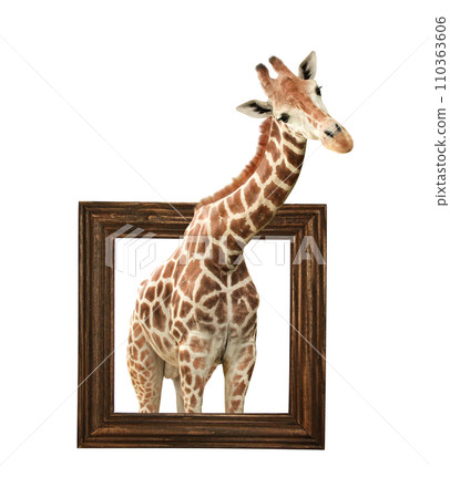 Cute curiosity giraffe. The giraffe looks interested. African animal stares interestedly inside picture frame. Giraffe in wooden frame with 3d effect. Isolated on white background Cute curiosity giraffe. The giraffe looks interested. African animal stares interestedly inside picture frame. Giraffe in wooden frame with 3d effect. Isolated on white background 110363606