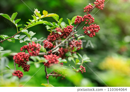 Sichuan Pepper  grow on tree 110364064
