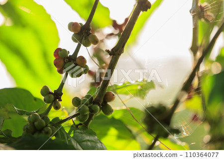 Coffee beans grow on tree 110364077