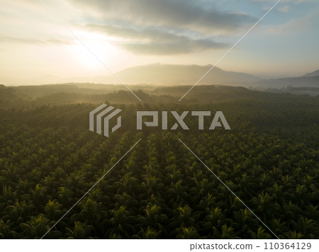 Aerial view of coconut trees farm in sunrise Aerial view of coconut trees farm in sunrise 110364129