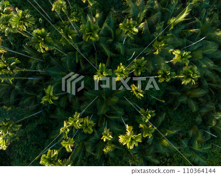 Palm trees in tropical forest 110364144