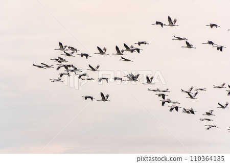 Flying cranes flock against blue sky Flying cranes flock against blue sky 110364185