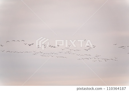 Flying cranes flock against blue sky Flying cranes flock against blue sky 110364187