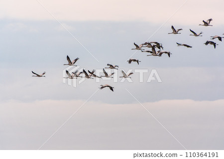 Flying cranes flock against blue sky Flying cranes flock against blue sky 110364191