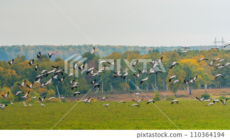 Flying cranes flock against blue sky Flying cranes flock against blue sky 110364194