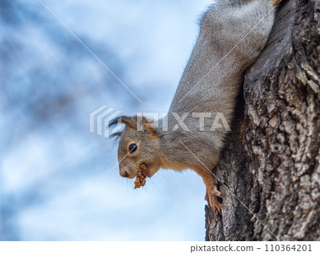 Squirrel sitting upside down on a tree trunk. The squirrel hangs upside down on a tree against colorful blurred background. Close-up. Squirrel sitting upside down on a tree trunk. The squirrel hangs upside down on a tree against colorful blurred background. Close-up. 110364201