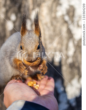 A squirrel in the autumn eats nuts from a human hand. Eurasian red squirrel, Sciurus vulgaris A squirrel in the autumn eats nuts from a human hand. Eurasian red squirrel, Sciurus vulgaris 110364209