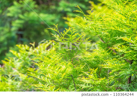 Thuja occidentalis green foliage. Green thuja tree branches, background. 110364244
