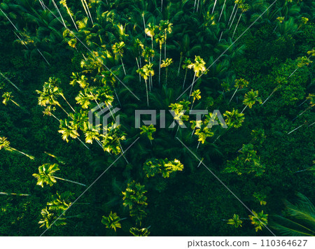 Areca nut trees in tropical forest Areca nut trees in tropical forest 110364627