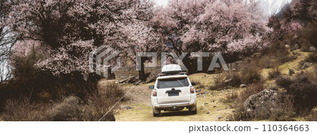 Trip in spring while peach flowers blooming in tibet, China Trip in spring while peach flowers blooming in tibet, China 110364663