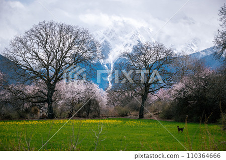 Spring landscape in tibet, China 110364666