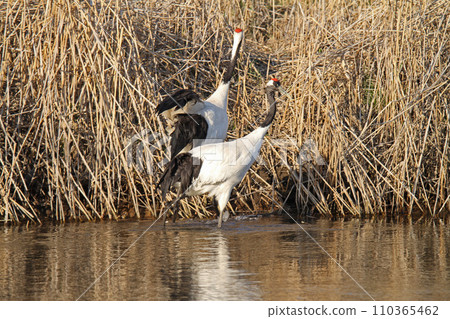 Red-crowned crane foraging in the Kushiro River, Red-crowned crane, Red-crowned crane, Crane, Kushiro wetland Red-crowned crane foraging in the Kushiro River, Red-crowned crane, Red-crowned crane, Crane, Kushiro wetland 110365462