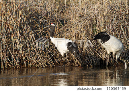 Red-crowned crane foraging in the Kushiro River, Red-crowned crane, Red-crowned crane, Crane, Kushiro wetland Red-crowned crane foraging in the Kushiro River, Red-crowned crane, Red-crowned crane, Crane, Kushiro wetland 110365469