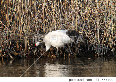 釧路川覓食的丹頂鶴、丹頂鶴、丹頂鶴、鶴、釧路濕地 釧路川覓食的丹頂鶴、丹頂鶴、丹頂鶴、鶴、釧路濕地 110365490