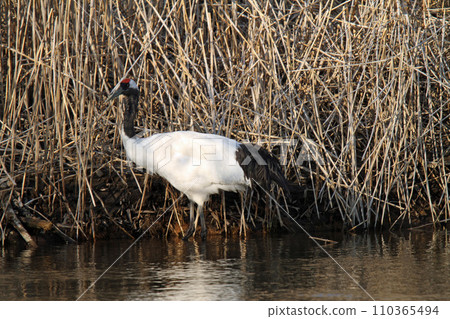 Red-crowned crane foraging in the Kushiro River, Red-crowned crane, Red-crowned crane, Crane, Kushiro wetland Red-crowned crane foraging in the Kushiro River, Red-crowned crane, Red-crowned crane, Crane, Kushiro wetland 110365494