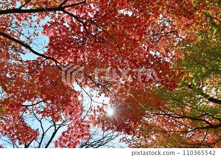 Shiobara Valley of autumn leaves 110365542