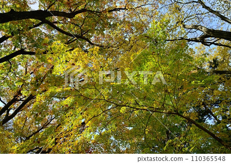 Shiobara Valley of autumn leaves Shiobara Valley of autumn leaves 110365548