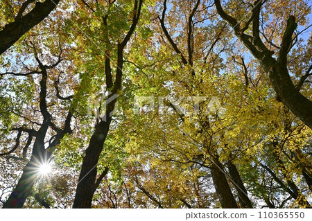 Shiobara Valley of autumn leaves Shiobara Valley of autumn leaves 110365550