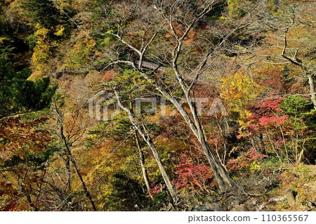 A retrospective suspension bridge in the Shiobara Valley with autumn leaves A retrospective suspension bridge in the Shiobara Valley with autumn leaves 110365567