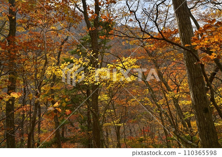 Shiobara Valley of autumn leaves Shiobara Valley of autumn leaves 110365598