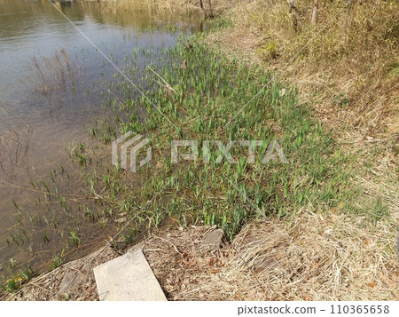 Takakonuma plants 110365658