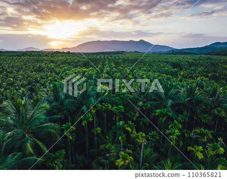 Aerial view of coconut trees farm 110365821