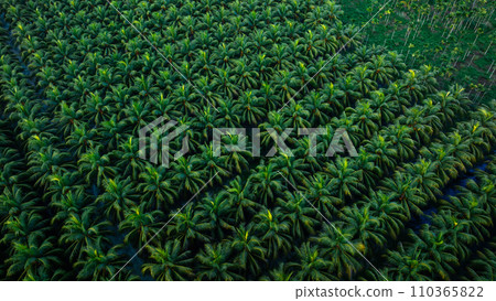 Aerial view of coconut trees farm Aerial view of coconut trees farm 110365822