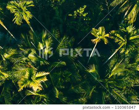 Areca nut trees in tropical forest Areca nut trees in tropical forest 110365847
