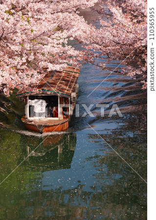 Cherry blossom trees in Fushimi, Kyoto 110365955