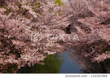 Cherry blossom trees in Fushimi, Kyoto Cherry blossom trees in Fushimi, Kyoto 110365966