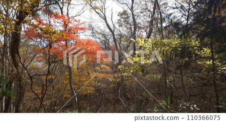 View of autumn leaves from the forest road 110366075