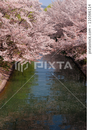 Cherry blossom trees in Fushimi, Kyoto Cherry blossom trees in Fushimi, Kyoto 110366114