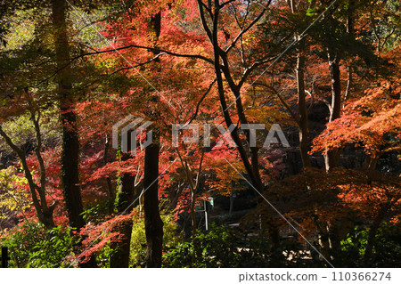 紅葉環繞的東高根森林公園 紅葉環繞的東高根森林公園 110366274