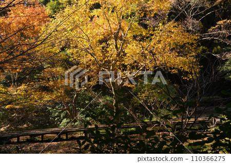 紅葉環繞的東高根森林公園 紅葉環繞的東高根森林公園 110366275