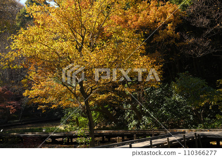 紅葉環繞的東高根森林公園 110366277