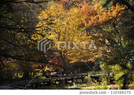 紅葉環繞的東高根森林公園 110366278