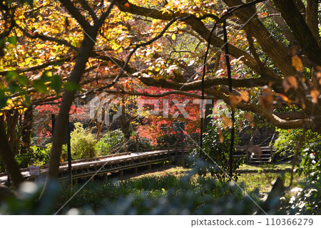 紅葉環繞的東高根森林公園 紅葉環繞的東高根森林公園 110366279