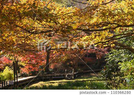 紅葉環繞的東高根森林公園 紅葉環繞的東高根森林公園 110366280